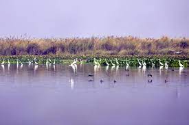 Harike Wetland Travel | Lake