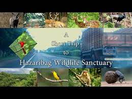 Hazaribag Wildlife Sanctuary - Logo