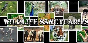Hirpora Wildlife Sanctuary - Logo