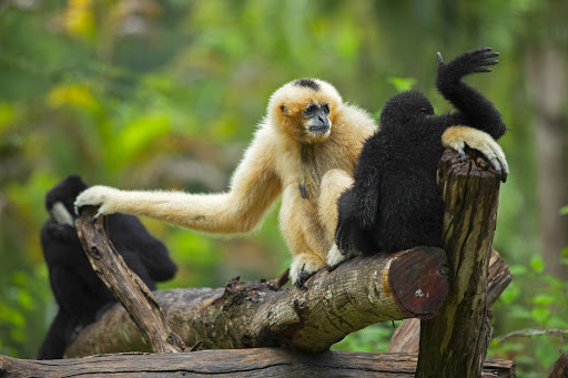 Hoollongapar Gibbon Sanctuary Travel | Zoo and Wildlife Sanctuary 