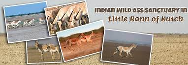 Indian Wild Ass Sanctuary - Logo