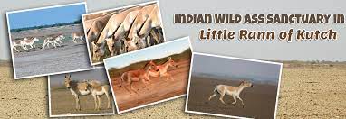 Indian Wild Ass Sanctuary|Lake|Travel