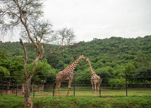 Indira Gandhi Zoological Park Travel | Zoo and Wildlife Sanctuary 