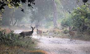 Itanagar Wildlife Sanctuary Travel | Zoo and Wildlife Sanctuary 