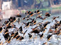 Jayakwadi Bird Sanctuary Travel | Zoo and Wildlife Sanctuary 