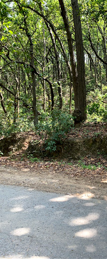 Kalesar National Park Travel | Zoo and Wildlife Sanctuary 