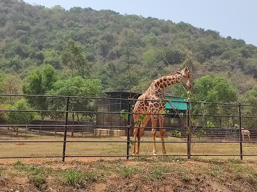 Kambalakonda Wildlife Sanctuary Travel | Zoo and Wildlife Sanctuary 