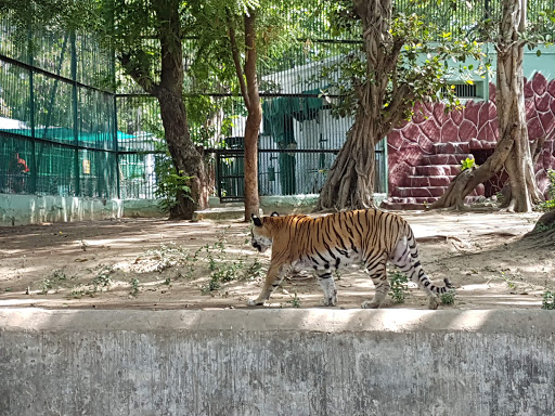 Kamla Nehru Zoological Park, Kankaria Travel | Zoo and Wildlife Sanctuary 