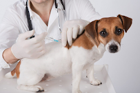 KAWAD MEDICAL Medical Services | Veterinary
