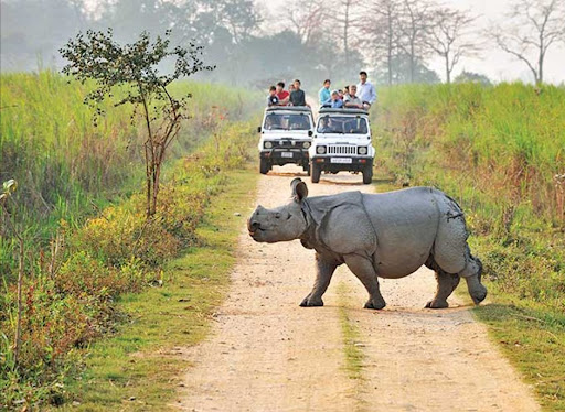 Kaziranga National Park Travel | Zoo and Wildlife Sanctuary 