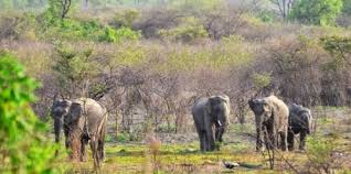 Khaparwas Wildlife Sanctuary Travel | Zoo and Wildlife Sanctuary 