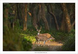 Kishanpur Wildlife Sanctuary Travel | Zoo and Wildlife Sanctuary 