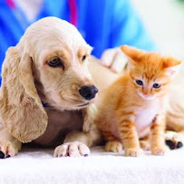 KK PET CLINIC VASUNDHARA Medical Services | Veterinary