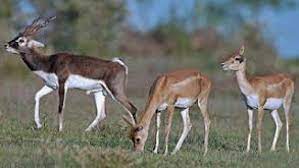 Koka Wildlife Sanctuary Travel | Zoo and Wildlife Sanctuary 