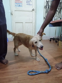 Kolkata Veterinary Clinic Medical Services | Veterinary