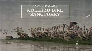 Kolleru Bird Sanctuary Logo
