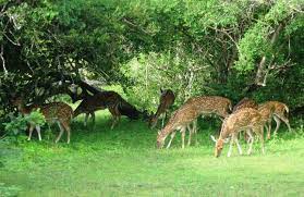 Kotgarh Wildlife Sanctuary Travel | Zoo and Wildlife Sanctuary 