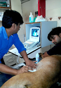 Kunal Pet Care Aids Veterinary Clinic Medical Services | Veterinary
