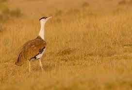 Kutch Bustard Sanctuary Travel | Zoo and Wildlife Sanctuary 