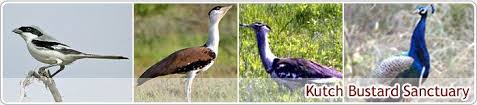 Kutch Bustard Sanctuary - Logo