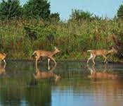 Lawalong Wildlife sanctuary Travel | Zoo and Wildlife Sanctuary 