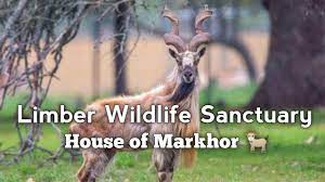limber wildlife sanctuary - Logo