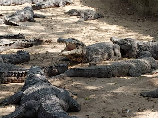 Madras Crocodile Bank Trust Travel | Zoo and Wildlife Sanctuary 