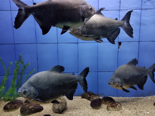 Matsyadarsini Aquarium Entertainment | Theme Park