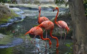 Mayani Bird Sanctuary Travel | Zoo and Wildlife Sanctuary 