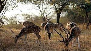 Mitiyala Wildlife Sanctuary Travel | Zoo and Wildlife Sanctuary 