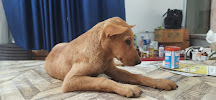 Mk global pet Hospital Azamgarh, Ghazipur - Veterinary in Azamgarh | Joon  Square