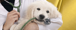 Mobile Vet Clinic Medical Services | Veterinary