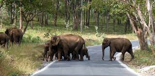 Mudumalai National Park and Wildlife Sanctuary Travel | Zoo and Wildlife Sanctuary 