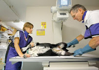 Multispeciality Dog Medical Services | Veterinary