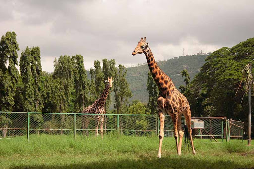 Mysore Zoo Travel | Zoo and Wildlife Sanctuary 