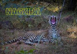 Nagzira Wildlife Sanctuary Logo