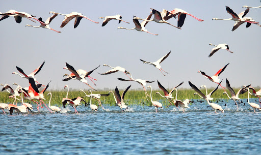 Nal Sarovar Bird Sanctuary Travel | Zoo and Wildlife Sanctuary 