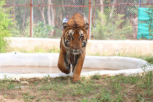 Nandan Van Zoo Travel | Zoo and Wildlife Sanctuary 