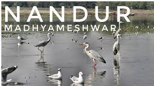 Nandur Madhameshwar Wildlife Sanctuary - Logo