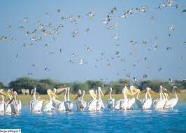 Narayan Sarovar Sanctuary Travel | Zoo and Wildlife Sanctuary 