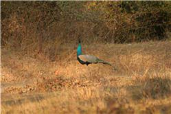 Narsinghgarh Wildlife Sanctuary Travel | Zoo and Wildlife Sanctuary 