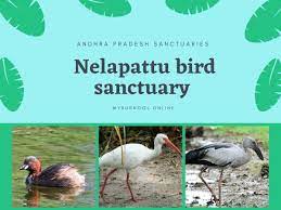 Nelapattu Bird Sanctuary - Logo