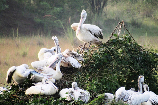 Nelapattu Bird Sanctuary Travel | Zoo and Wildlife Sanctuary 