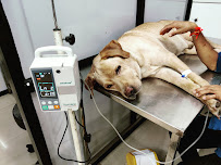 New Life pet Hospital Medical Services | Veterinary