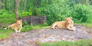 Neyyar Wildlife Sanctuary Travel | Zoo and Wildlife Sanctuary 