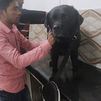 Noida Pet Clinic Medical Services | Veterinary
