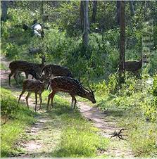 nugu wildlife sanctuary Travel | Zoo and Wildlife Sanctuary 