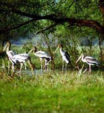 Pani Dihing Wildlife Sanctuary Travel | Zoo and Wildlife Sanctuary 