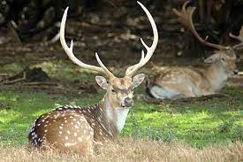 Pant Wildlife Sanctuary Travel | Zoo and Wildlife Sanctuary 