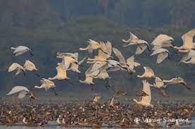Patna Bird Sanctuary Travel | Zoo and Wildlife Sanctuary 